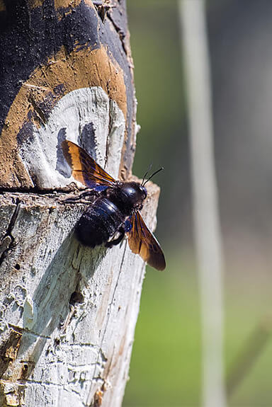 bee on log