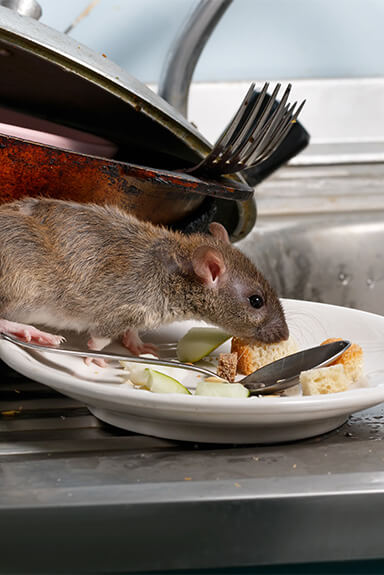 Syracuse Commercial Pest Control